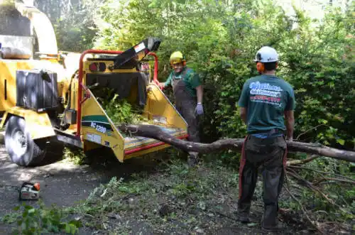 tree services Brush